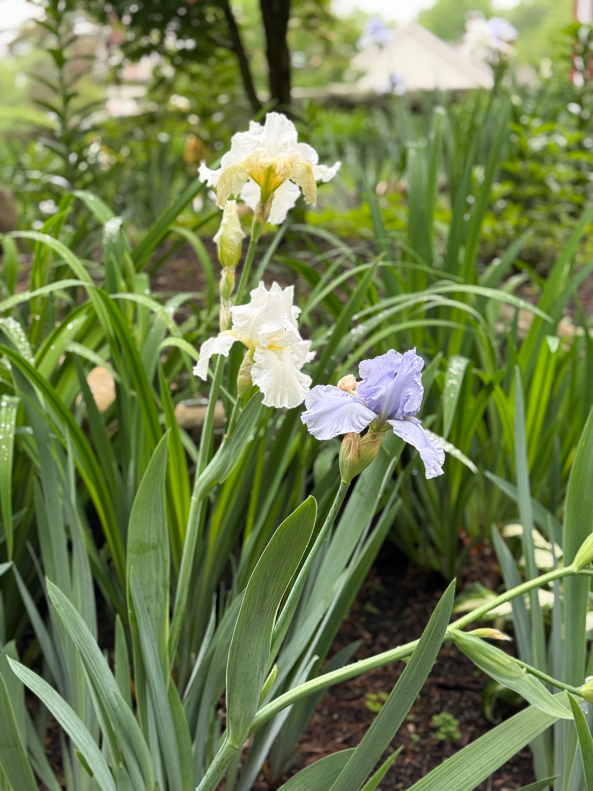 bearded irises in yellow and lavender