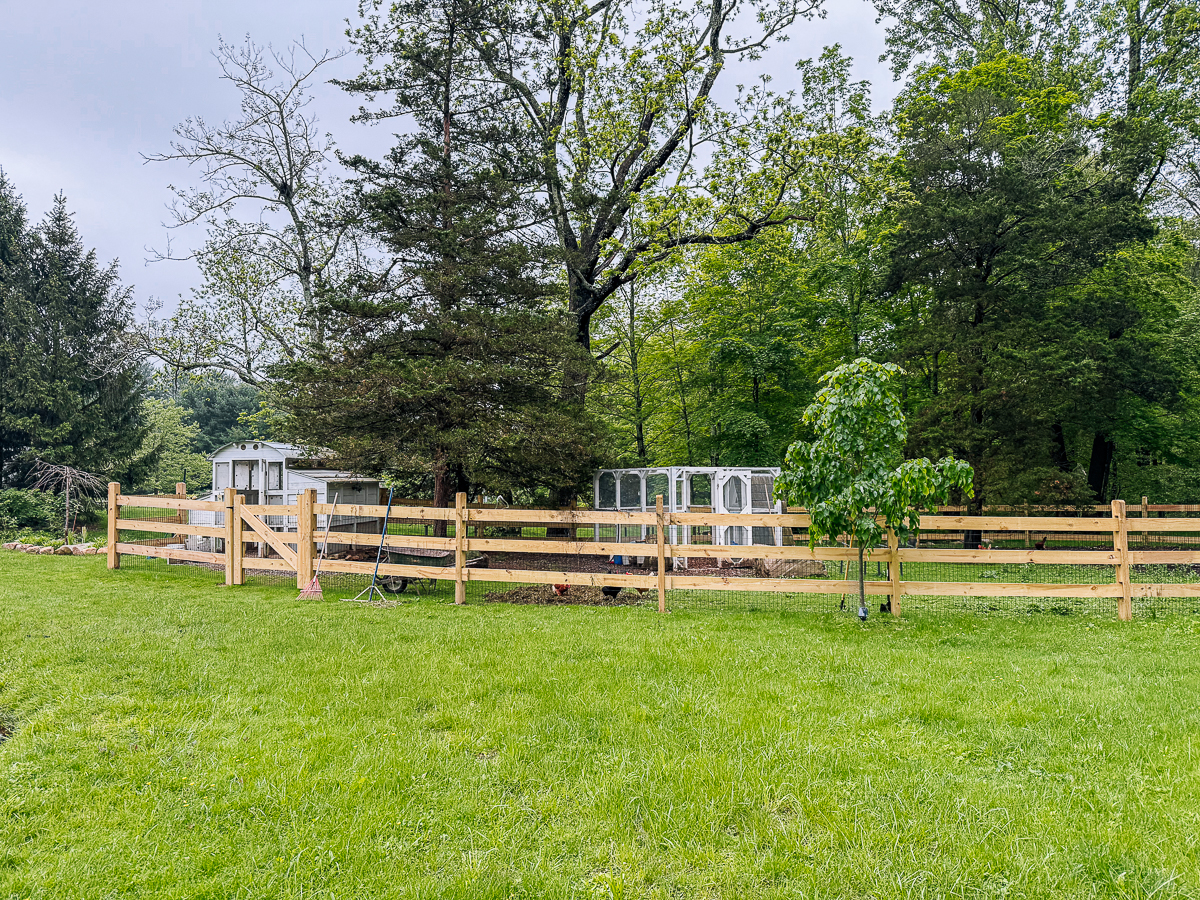 The chicken and duck run with new fence